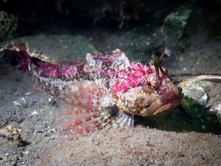 Scalyhead Sculpin (Artedius harringtoni)