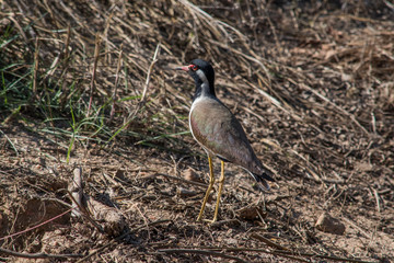 Red-wattled lapwing