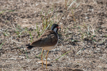Red-wattled lapwing