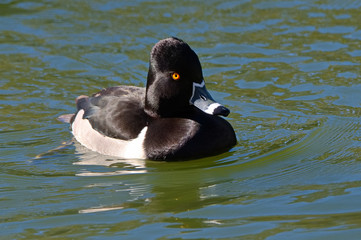 Ringneck duck [Ringbill]