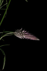 feather on black background