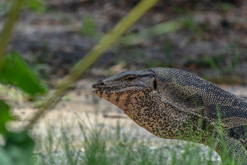 Close up Komodo dragon at the Komodo island.