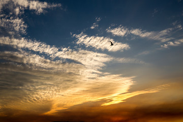 Birds flying in formation at Sunset