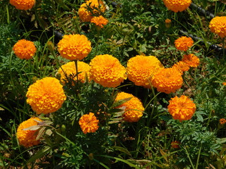 Mexican or African marigold, or Tagetes erecta, yellow orange flowers, at a park in Attica, Greece