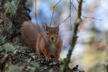 Fototapeta premium Red squirrel, Sciurus vulgaris, on a birch branch during winter in Scotland looking towards camera.