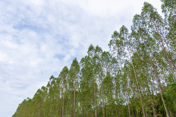 Beautiful green  tree sky background