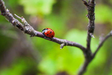Ladybird closeup on a leaf. Selective focus