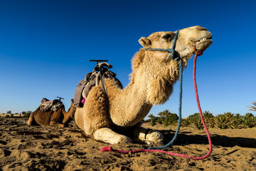 camel in desert, photo as background