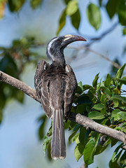 African grey hornbill (Lophoceros nasutus)