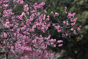 ピンクの梅の花