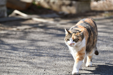 庭を歩く猫