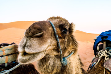 portrait of camel in desert, photo as background