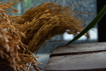 Close up a group of golden rice.