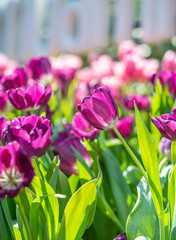pink and purple tulips
