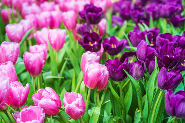 pink and purple tulips