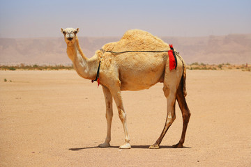 Dromedary or Arabian camel