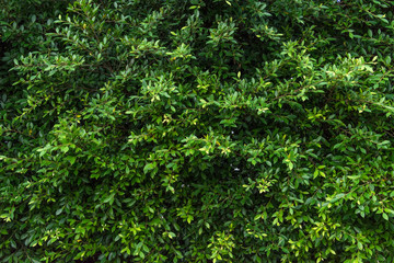 Macro detail of green leaf texture. Close up beautiful leaves pattern.