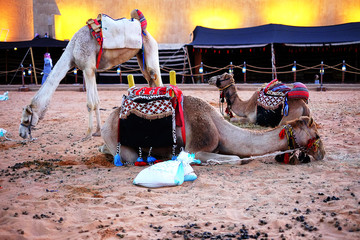 Dromedary or Arabian camel  resting 
