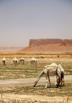 Dromedary or Arabian camels at Qiddiya, Saudi Arabia