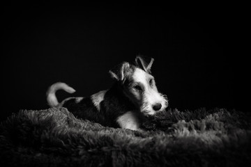 Wire fox terrier in the studio in monochrome