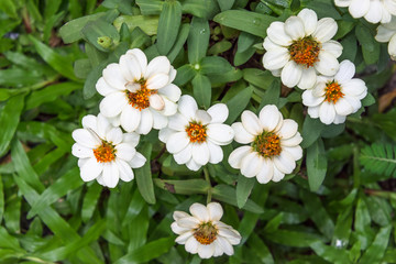 Close up group of white  flowers and leaves in colorful tone.