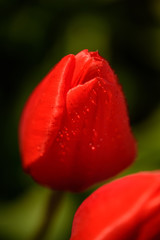 Eine rote Tulpe