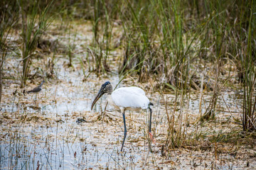 A Black Headed Ibis in Everglades National Park, Florida