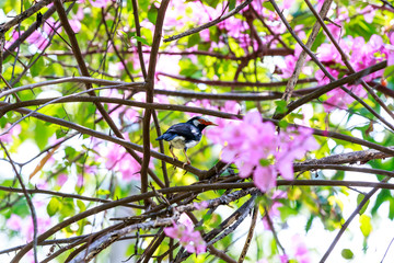 Asian Pied Starling
