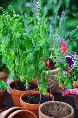 Fototapeta na wymiar summer garden with flowers, herbs and vegetables