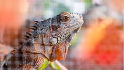 Iguana head