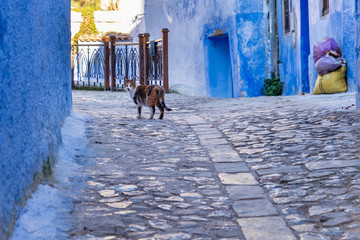 Chefchaouen Cat