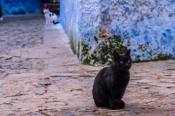 Chefchaouen Cat