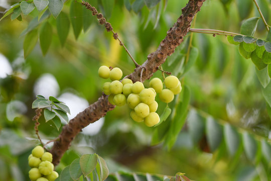 Amla Tree Closeup Green Healthy