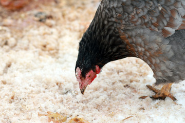 Freerange hens in winter. © flexelf