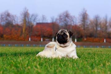 pug dog breed