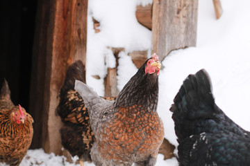 Freerange hens in winter. © flexelf