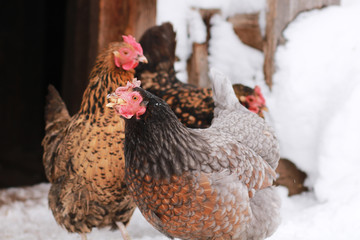 Freerange hens in winter. © flexelf