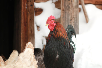 Freerange hens in winter. © flexelf