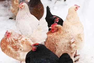 Freerange hens in winter. © flexelf
