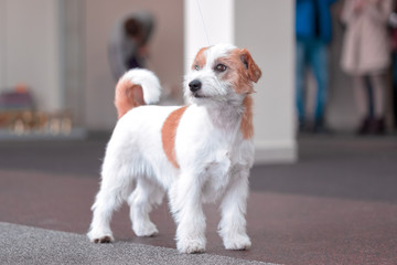 Puppy breed Jack Russell Terrier in the exhibition.