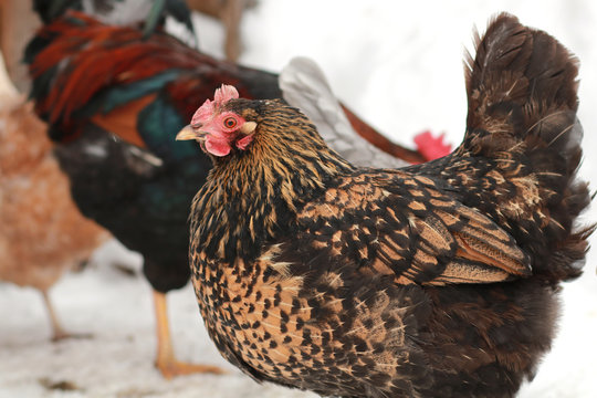 Freerange hens in winter.