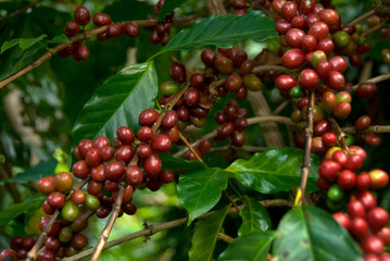 Coffee Growing