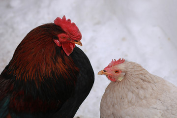 Rooster and chicken.