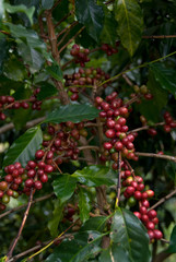 Coffee Growing
