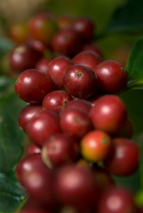 Coffee Growing