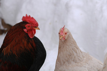 Rooster and chicken.