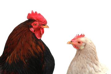 Fototapeta premium Rooster and chicken.