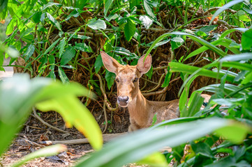 Close up deer at the national park.
