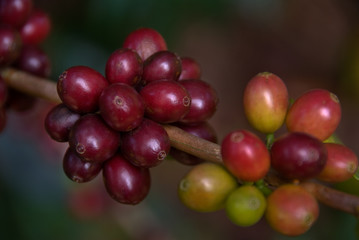 Coffee Growing