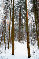 Snow covered trees in a winter forest. Tall trunks of pine trees